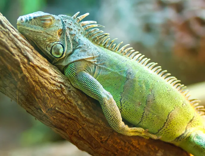 Lizard laying on branch